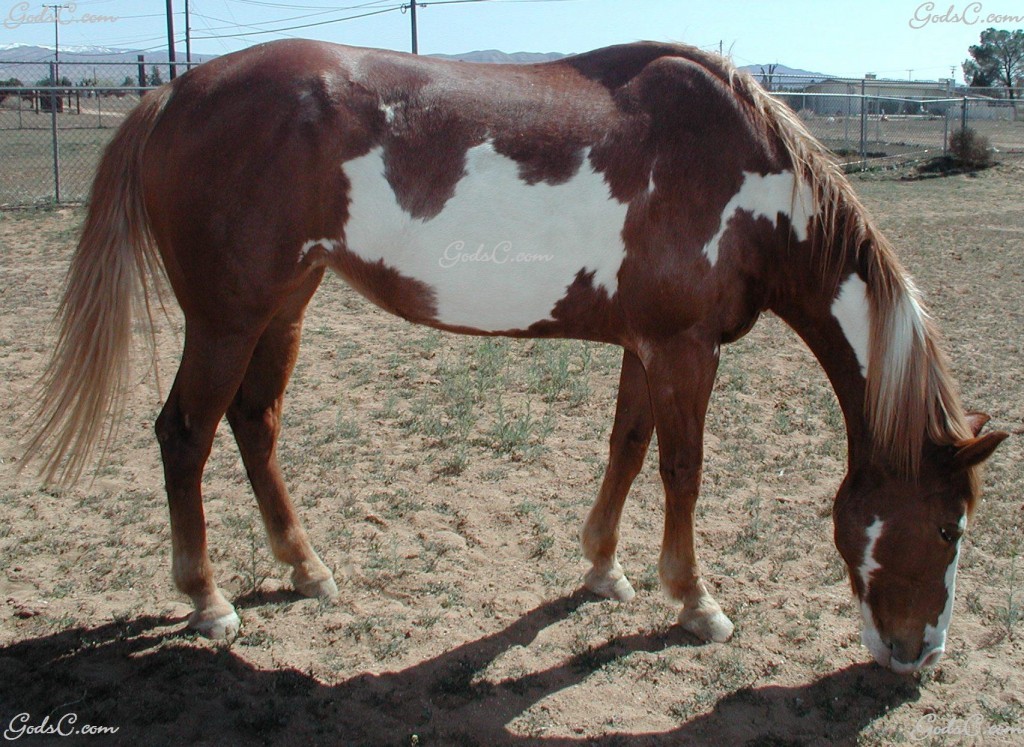 Photo of a horse grazing
