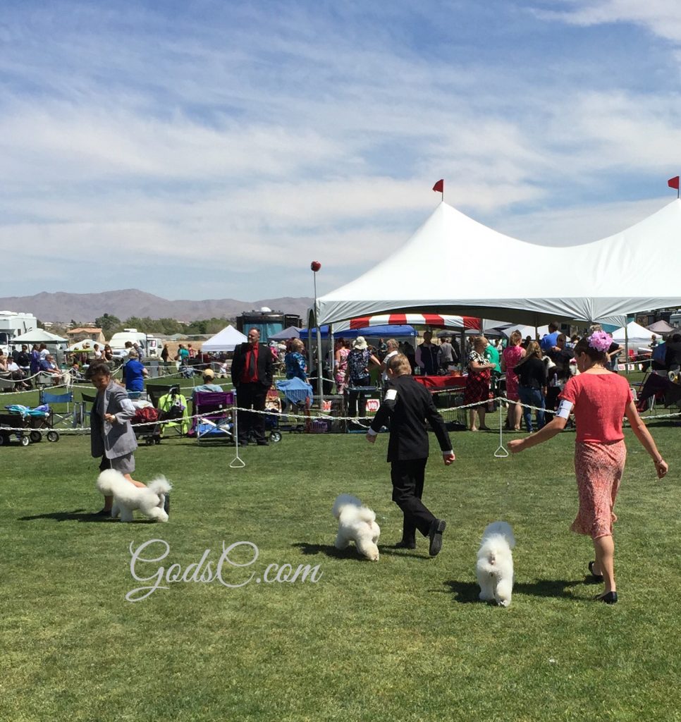 AKC Dog Show Apple Valley Kennle Club 4-5-15 Bichon Frise